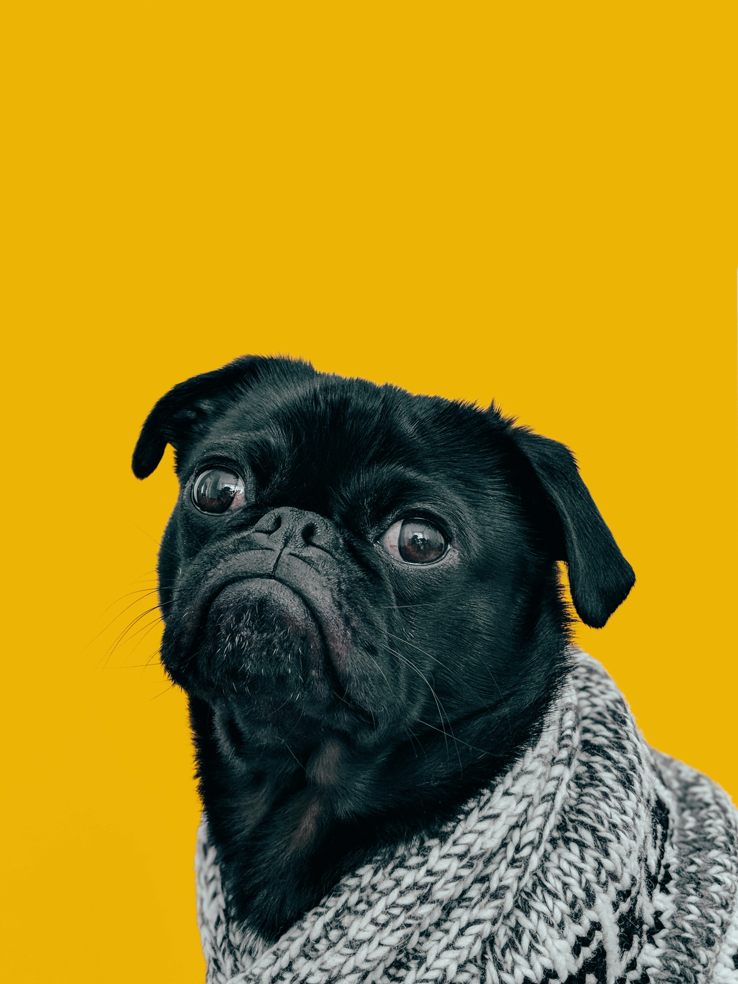 black pug